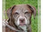 Labrador Retriever Mix DOG FOR ADOPTION RGADN-1260333 - Maple - Labrador