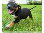 Rottweiler Mix DOG FOR ADOPTION RGADN-1260340 - Bonnie - Rottweiler / Mixed Dog
