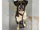 Boxer DOG FOR ADOPTION RGADN-1260345 - ROCKY THE MOVIE - Boxer (medium coat) Dog