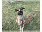 Labrador Retriever DOG FOR ADOPTION RGADN-1260351 - YOSHI - Labrador Retriever
