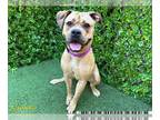Bullboxer Pit DOG FOR ADOPTION RGADN-1260360 - BETSY - Boxer / Pit Bull Terrier