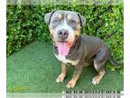 American Pit Bull Terrier-Bullmastiff Mix DOG FOR ADOPTION RGADN-1260366 - MR