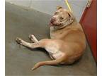 American Pit Bull Terrier DOG FOR ADOPTION RGADN-1260379 - BABY - Pit Bull