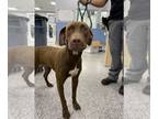 Labrador Retriever Mix DOG FOR ADOPTION RGADN-1260389 - Remus - Labrador