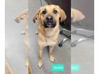 Mastiff Mix DOG FOR ADOPTION RGADN-1260390 - Hollie - Shepherd / Mastiff / Mixed