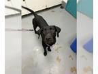 Labrador Retriever DOG FOR ADOPTION RGADN-1260397 - PETROL - Labrador Retriever