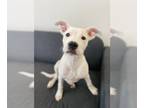 American Pit Bull Terrier Mix DOG FOR ADOPTION RGADN-1260399 - *STELLA JULIA -