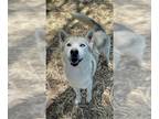 Mix DOG FOR ADOPTION RGADN-1260402 - EVEREST - Husky (medium coat) Dog For