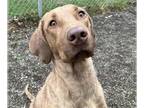 Chesapeake Bay Retriever Mix DOG FOR ADOPTION RGADN-1260407 - BABES - Chesapeake