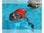 Boxer Mix DOG FOR ADOPTION RGADN-1260419 - BUCKLEY - Boxer / Mixed (medium coat)