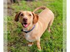 Dachshund-Labrador Retriever Mix DOG FOR ADOPTION RGADN-1260423 - Rilo -