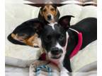 Boston Terrier Mix DOG FOR ADOPTION RGADN-1260425 - Jason - Boston Terrier /