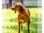 Redbone Coonhound Mix DOG FOR ADOPTION RGADN-1260426 - Jean - Redbone Coonhound