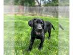 Labrador Retriever DOG FOR ADOPTION RGADN-1260428 - Bruno - Labrador Retriever
