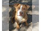American Pit Bull Terrier DOG FOR ADOPTION RGADN-1260431 - Pudding - American