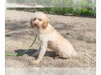Aussiedoodle Miniature DOG FOR ADOPTION RGADN-1260432 - Casper - Poodle