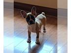 Boston Terrier DOG FOR ADOPTION RGADN-1260446 - Frenchton - Boston Terrier /
