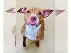 American Pit Bull Terrier DOG FOR ADOPTION RGADN-1260458 - *SUMMER - American