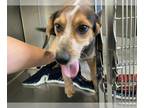 Beagle-Bluetick Coonhound Mix DOG FOR ADOPTION RGADN-1260463 - BOOMER - Bluetick