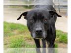 American Pit Bull Terrier Mix DOG FOR ADOPTION RGADN-1260468 - MOMBA - Pit Bull