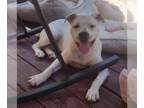 American Pit Bull Terrier DOG FOR ADOPTION RGADN-1260470 - Zinnia - American Pit