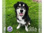 Goberian DOG FOR ADOPTION RGADN-1260478 - EGGIE - Golden Retriever / Siberian