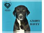 Labrador Retriever Mix DOG FOR ADOPTION RGADN-1260484 - DAVEY - Labrador