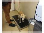 Labrador Retriever Mix DOG FOR ADOPTION RGADN-1260487 - *AURORA - Labrador