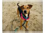 Black and Tan Coonhound Mix DOG FOR ADOPTION RGADN-1260492 - SCOUT* - Black and
