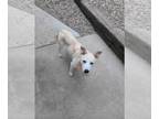 Huskies Mix DOG FOR ADOPTION RGADN-1260512 - Luna Mae - Husky / Mixed (medium