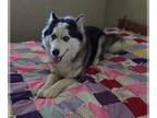 Alaskan Malamute DOG FOR ADOPTION RGADN-1260513 - Yukon - Alaskan Malamute /
