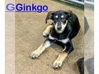 Labrador Retriever Mix DOG FOR ADOPTION RGADN-1260515 - Ginkgo - Shepherd /