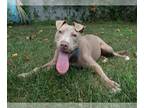 American Pit Bull Terrier DOG FOR ADOPTION RGADN-1260529 - NIXI - Pit Bull