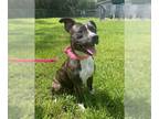 American Pit Bull Terrier DOG FOR ADOPTION RGADN-1260534 - SADIE MAY - American
