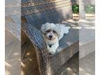 Shih-Poo DOG FOR ADOPTION RGADN-1260568 - Mason - Shih Tzu / Poodle (Miniature)