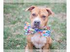 Boxer-Staffordshire Bull Terrier Mix DOG FOR ADOPTION RGADN-1260569 - BRODI -
