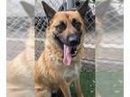 German Shepherd Dog Mix DOG FOR ADOPTION RGADN-1260574 - CASSIE - German