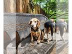 Beagle DOG FOR ADOPTION RGADN-1260578 - Ollie - Beagle (short coat) Dog For