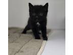 Adopt Majesty a Domestic Short Hair
