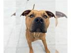 American Staffordshire Terrier Mix DOG FOR ADOPTION RGADN-1260585 - Sum -