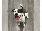 Boxer DOG FOR ADOPTION RGADN-1260600 - KINGSLEY - Boxer (medium coat) Dog For