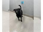 Labrador Retriever-Siberian Husky Mix DOG FOR ADOPTION RGADN-1260602 - KODA -