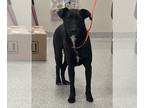 Labrador Retriever Mix DOG FOR ADOPTION RGADN-1260610 - GRANGER - Labrador