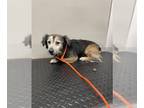 Beagi DOG FOR ADOPTION RGADN-1260628 - A171158 - Beagle / Pembroke Welsh Corgi /