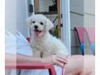 Bichon Frise DOG FOR ADOPTION RGADN-1260646 - Lucy - Bichon Frise (medium coat)