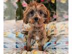 Cavapoo DOG FOR ADOPTION RGADN-1260650 - Lana - Cavalier King Charles Spaniel /
