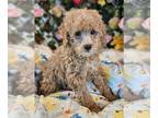 Poodle (Toy) DOG FOR ADOPTION RGADN-1260651 - Lance - Poodle (Toy) (medium coat)