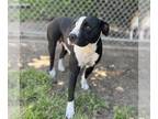American Pit Bull Terrier Mix DOG FOR ADOPTION RGADN-1260670 - *TYRA - Pit Bull