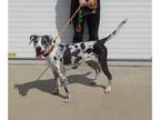 Catahoula Leopard Dog-Great Dane Mix DOG FOR ADOPTION RGADN-1260679 - REMI -
