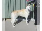 German Shepherd Dog-Siberian Husky Mix DOG FOR ADOPTION RGADN-1260680 - GIRLY